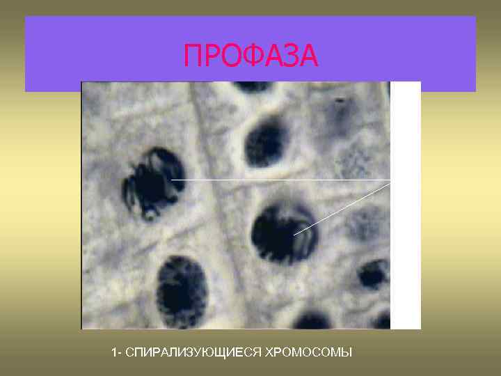 ПРОФАЗА 1 1 - СПИРАЛИЗУЮЩИЕСЯ ХРОМОСОМЫ 