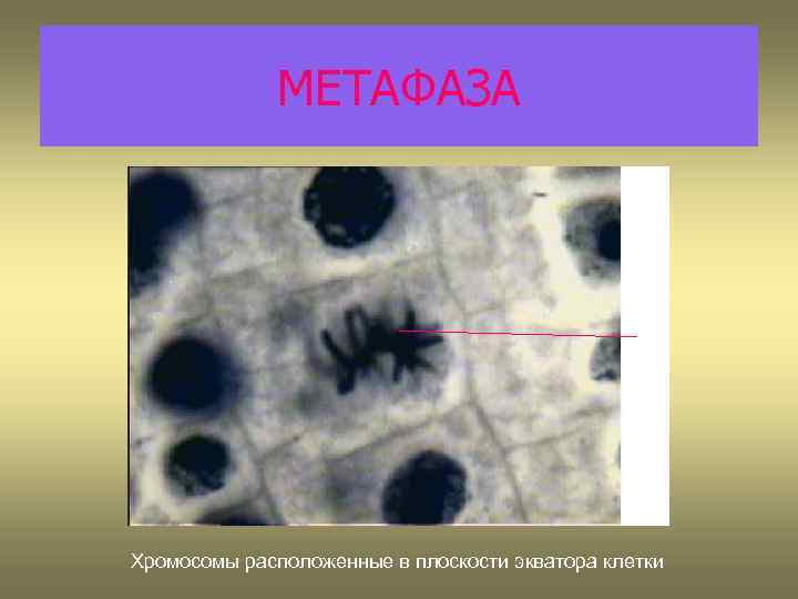МЕТАФАЗА 1 Хромосомы расположенные в плоскости экватора клетки 
