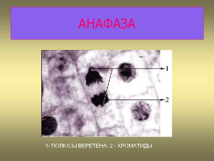 АНАФАЗА 1 - ПОЛЮСЫ ВЕРЕТЕНА; 2 - ХРОМАТИДЫ 