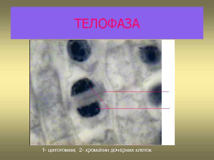 ТЕЛОФАЗА 1 2 1 - цитотомия; 2 - хроматин дочерних клеток 