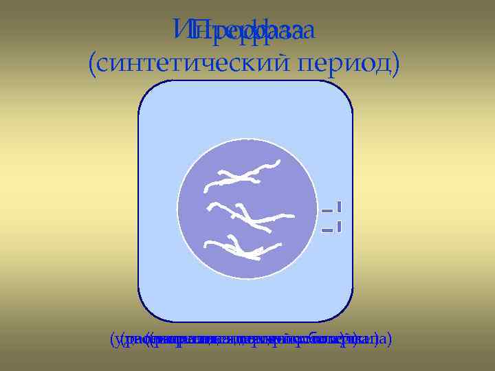Интерфаза Профаза (синтетический период) (удвоение генетическогооболочки) (растворение ядерной материала) (спирализацияцентриолей) (расхождение хромосом) 