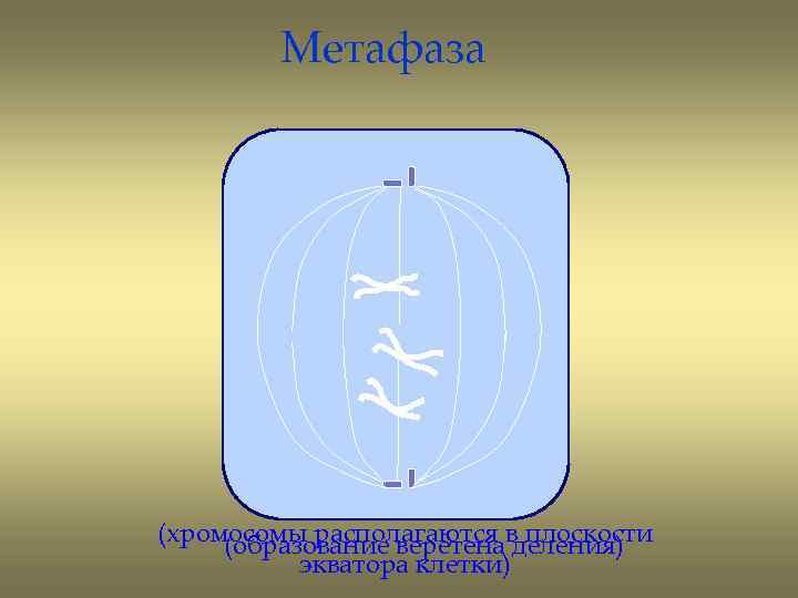 Метафаза (хромосомы располагаются в плоскости (образование веретена деления) экватора клетки) 
