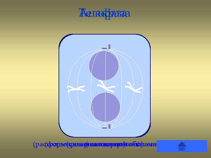 Анафаза Телофаза (расхождение хроматид по полюсам клетки) (формирование ядерной оболочки) (удвоение центриолей) (цитокинез) 
