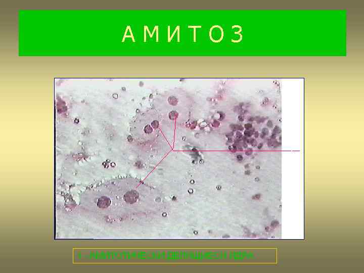 АМИТОЗ 1 1 –АМИТОТИЧЕСКИ ДЕЛЯЩИЕСЯ ЯДРА 