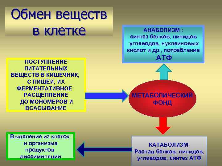 Поступление в клетку. Обмен веществ и энергии в клетке схема. Обмен веществ и превращение энергии в клетке. Обмен веществ и превращение энергии в клетке энергетический обмен. Обмен веществ и превращение энергии в клетке теория.