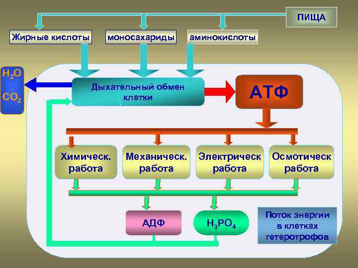 Презентация обмен веществ в клетке превращение энергии в клетке