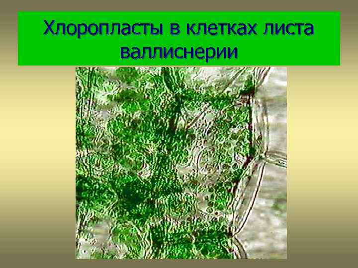 Хлоропласты в клетках листа валлиснерии 