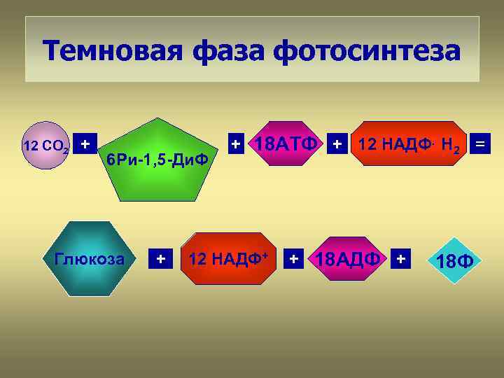 Темновая фаза фотосинтеза 12 СО 2 + 6 Ри-1, 5 -Ди. Ф Глюкоза +