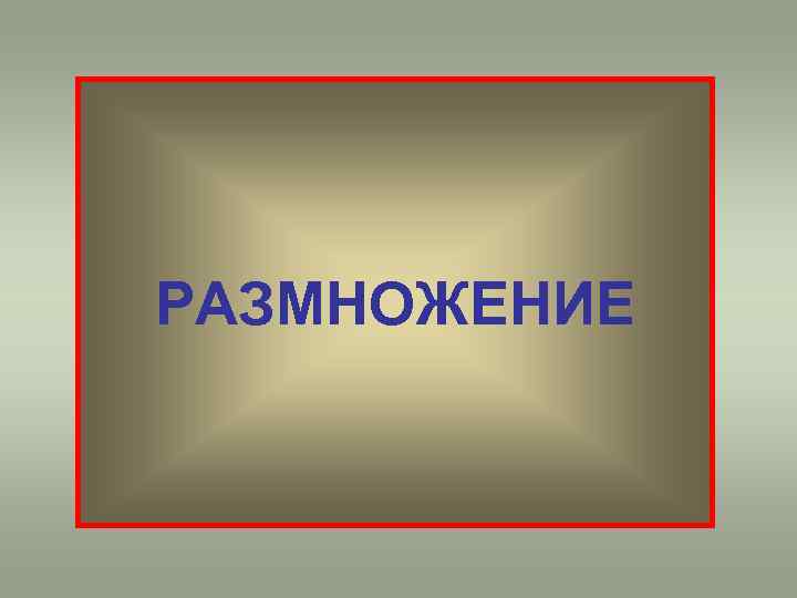РАЗМНОЖЕНИЕ 
