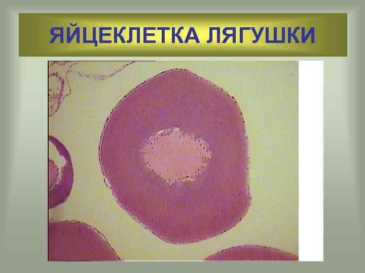 ЯЙЦЕКЛЕТКА ЛЯГУШКИ 