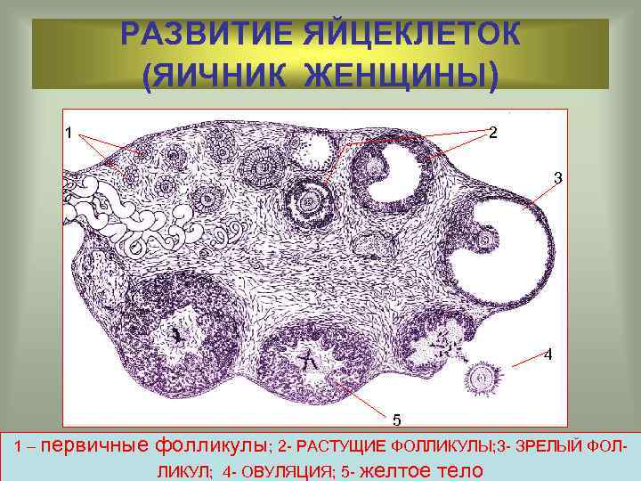 РАЗВИТИЕ ЯЙЦЕКЛЕТОК (ЯИЧНИК ЖЕНЩИНЫ) 1 2 3 4 5 1 – первичные фолликулы; 2