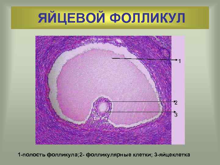 ЯЙЦЕВОЙ ФОЛЛИКУЛ 1 1 2 2 3 3 1 -полость фолликула; 2 - фолликулярные