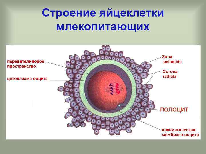 Яйцеклетка картинка с подписями