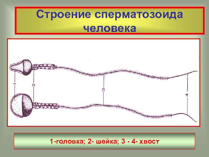 Строение сперматозоида человека 1 -головка; 2 - шейка; 3 - 4 - хвост 