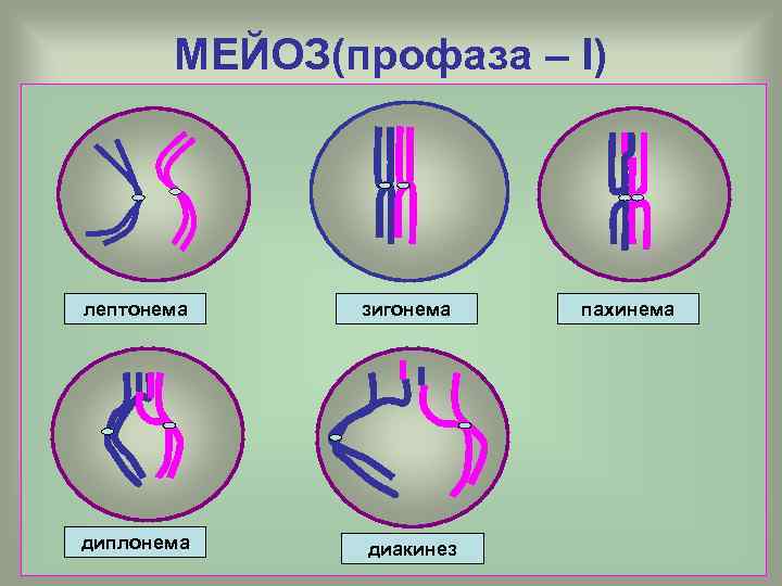 МЕЙОЗ(профаза – I) лептонема диплонема зигонема диакинез пахинема 