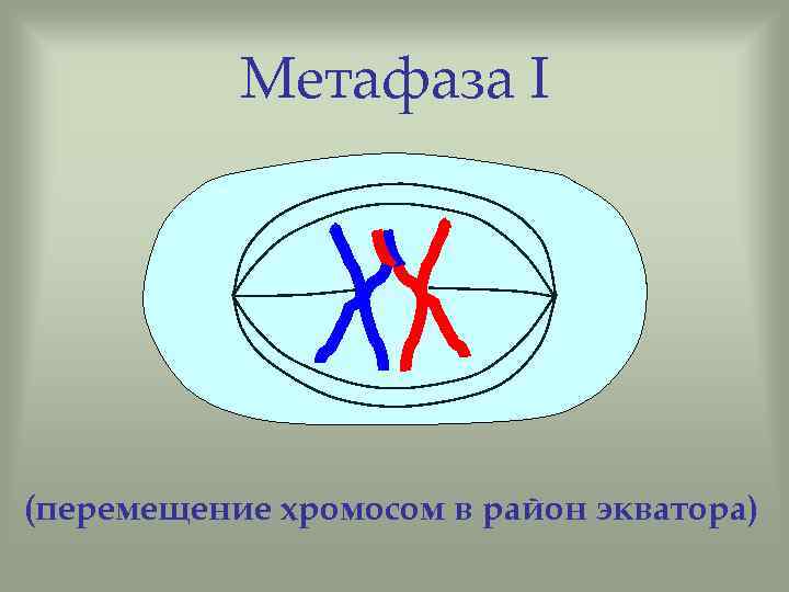 Метафаза I (перемещение хромосом в район экватора) 