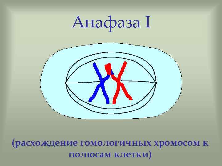 Анафаза I (расхождение гомологичных хромосом к полюсам клетки) 