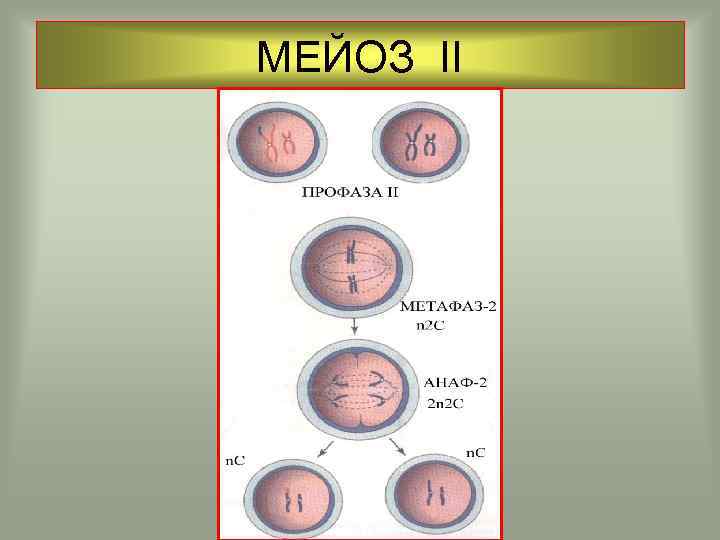 МЕЙОЗ II 