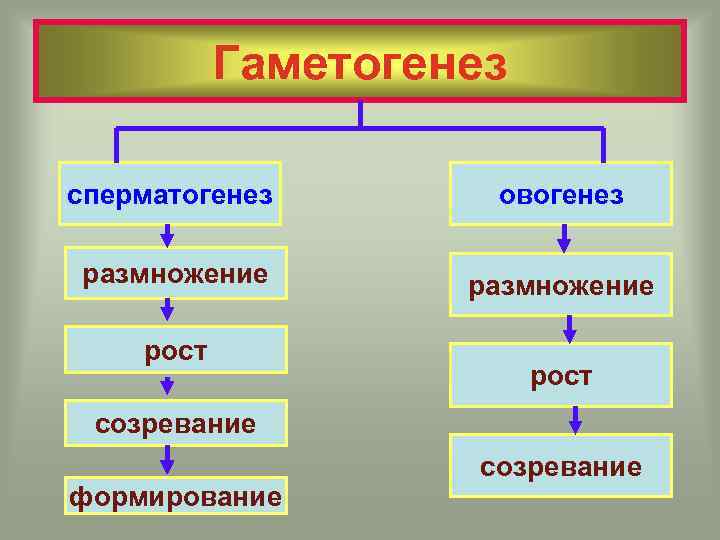 Гаметогенез сперматогенез овогенез размножение рост созревание формирование созревание 