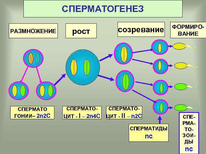 СПЕРМАТОГЕНЕЗ созревание РАЗМНОЖЕНИЕ рост СПЕРМАТО ГОНИИ– 2 n 2 C СПЕРМАТО- ЦИТ - I