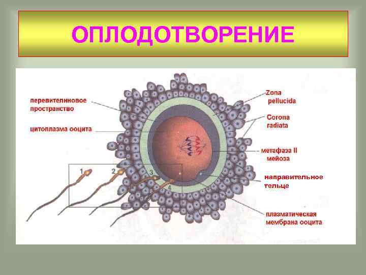 ОПЛОДОТВОРЕНИЕ направительное тельце 