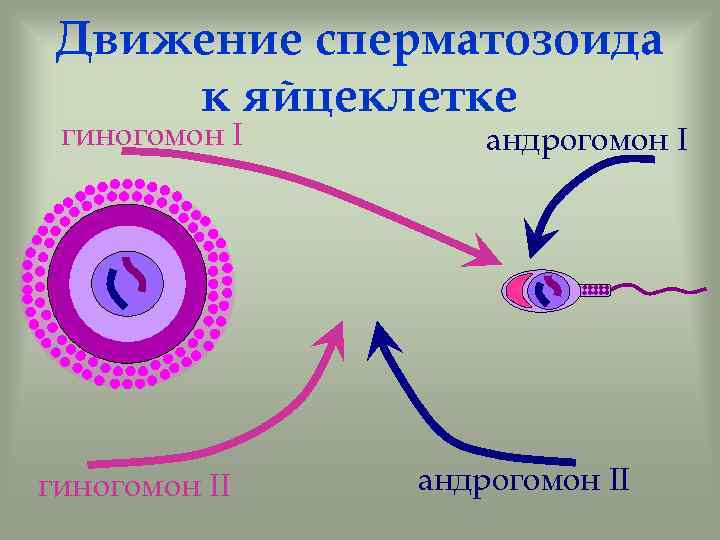 Движение сперматозоида к яйцеклетке гиногомон II андрогомон II 
