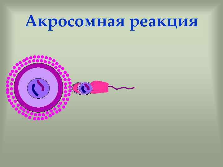 Акросомная реакция 