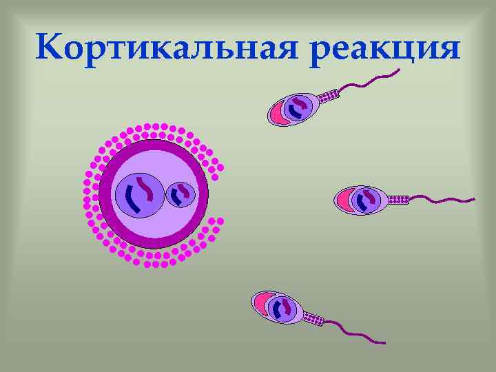 Какое общее свойство живых систем иллюстрирует данное изображение божьи коровки