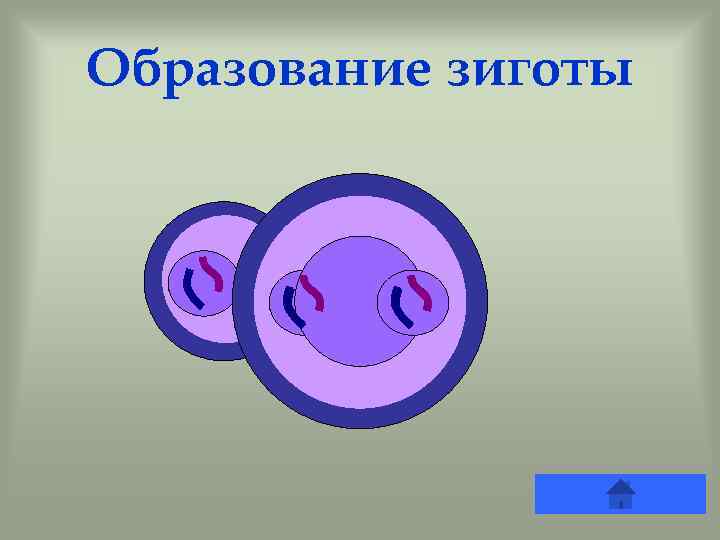Образование зиготы 