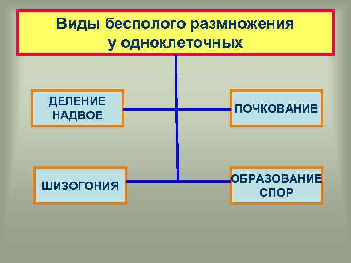 Виды бесполого размножения у одноклеточных ДЕЛЕНИЕ НАДВОЕ ПОЧКОВАНИЕ ШИЗОГОНИЯ ОБРАЗОВАНИЕ СПОР 