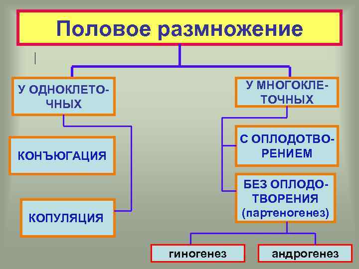 Презентация на тему способы размножения животных оплодотворение 7 класс биология