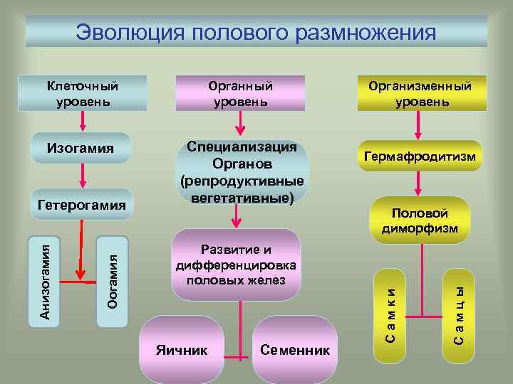 Эволюция полового размножения Клеточный уровень Органный уровень Изогамия Специализация Органов (репродуктивные вегетативные) Гермафродитизм Развитие