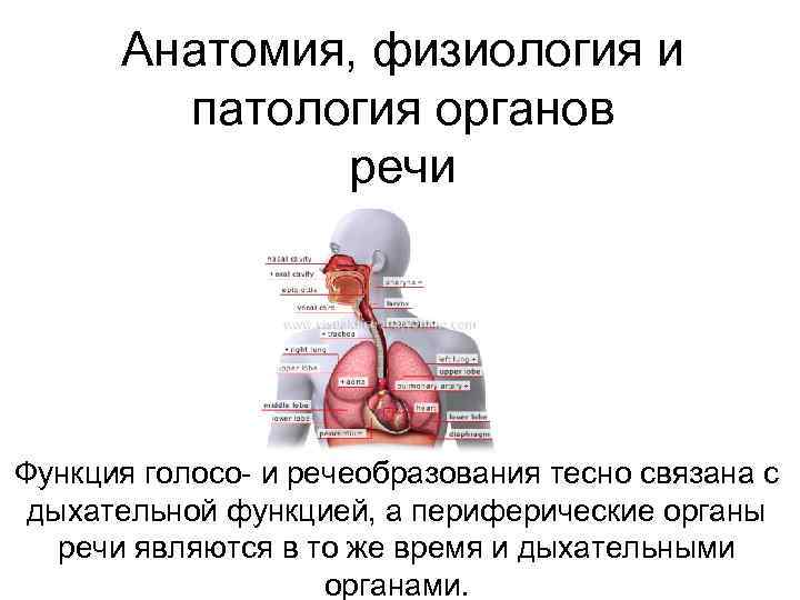 Анатомия, физиология и патология органов речи Функция голосо и речеобразования тесно связана с дыхательной