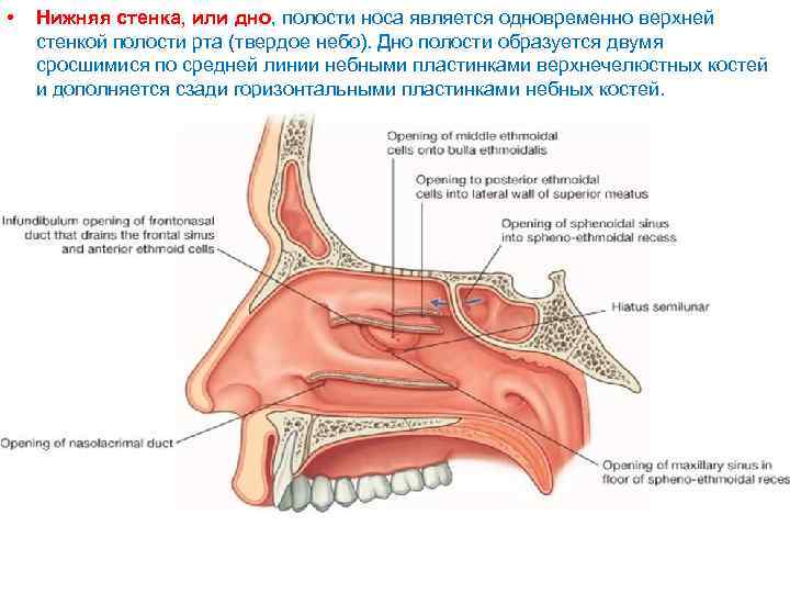  • Нижняя стенка, или дно, полости носа является одновременно верхней стенкой полости рта