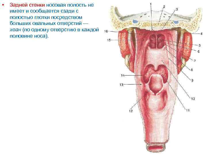  • Задней стенки носовая полость не имеет и сообщается сзади с полостью глотки