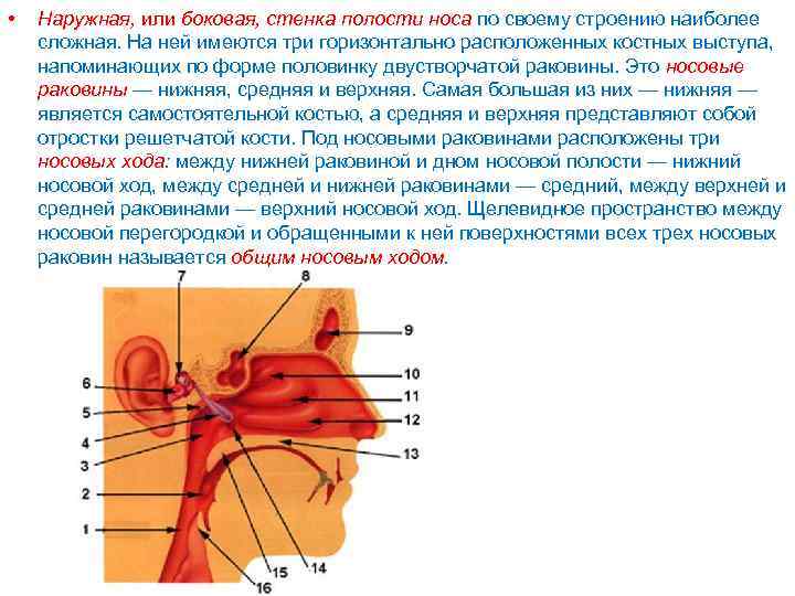 Нарушение по боковой стенке. Наружная стенка носа. Наружная боковая стенка носа. Стенки носовой полости. Образование латеральной стенки полости носа.