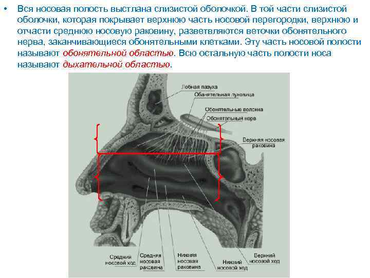  • Вся носовая полость выстлана слизистой оболочкой. В той части слизистой оболочки, которая