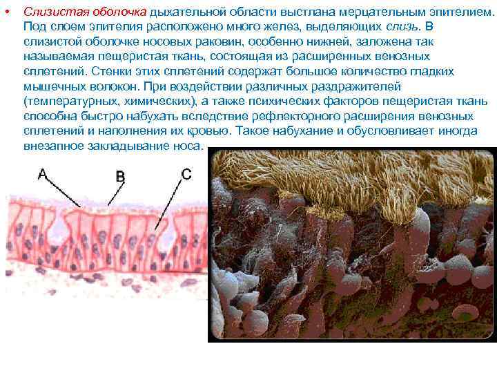 Что такое слизистая