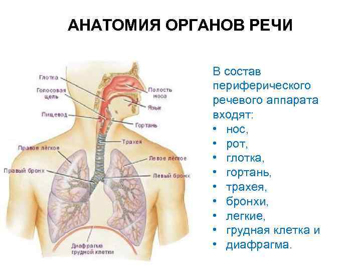 Гортань И Глотка Строение Фото Через Рот