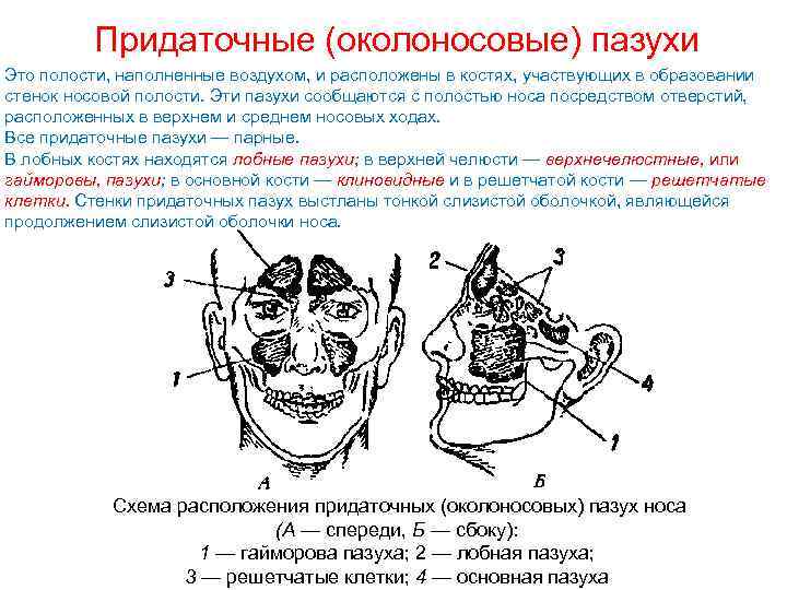 Придаточные (околоносовые) пазухи Это полости, наполненные воздухом, и расположены в костях, участвующих в образовании