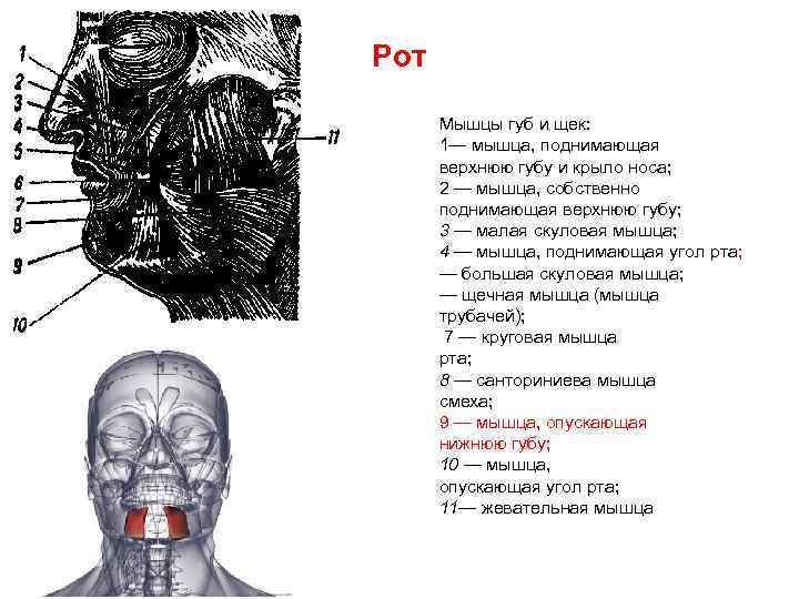 Рот Мышцы губ и щек: 1— мышца, поднимающая верхнюю губу и крыло носа; 2