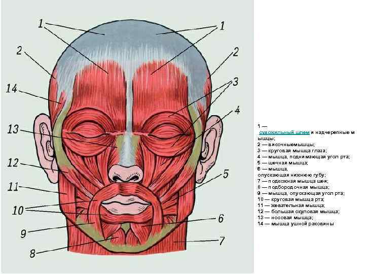 1 — сухожильный шлем и надчерепные м ышцы; 2 — височныемышцы; 3 — круговая
