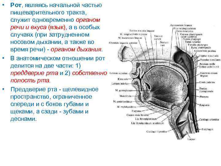 Патологии органов речи схема