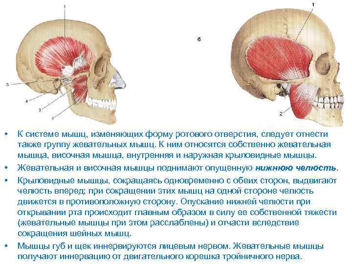 Функции жевательных мышц. Жевательные мышцы лица иннервируются. Иннервация жевательных мышц. Жевательная мышца функции. Височная мышца иннервируется.