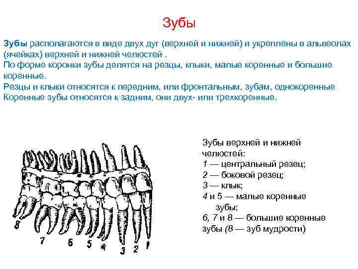 Зубы верхней и нижней челюсти