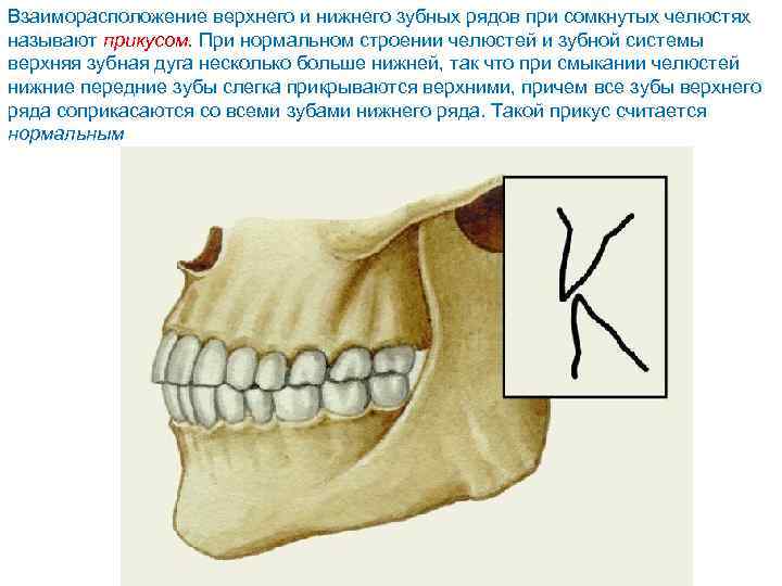 Взаиморасположение верхнего и нижнего зубных рядов при сомкнутых челюстях называют прикусом. При нормальном строении