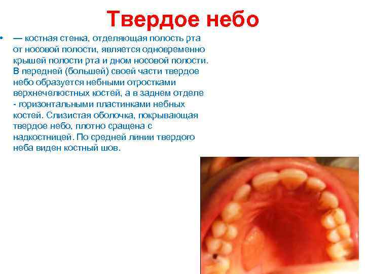  • Твердое небо — костная стенка, отделяющая полость рта от носовой полости, является