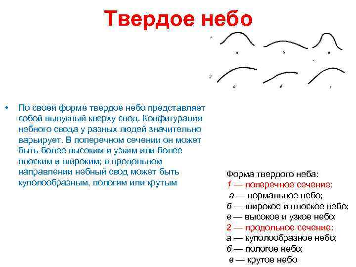 Твердое небо • По своей форме твердое небо представляет собой выпуклый кверху свод. Конфигурация