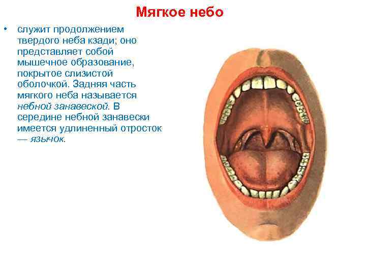 Мягкое небо • служит продолжением твердого неба кзади; оно представляет собой мышечное образование, покрытое