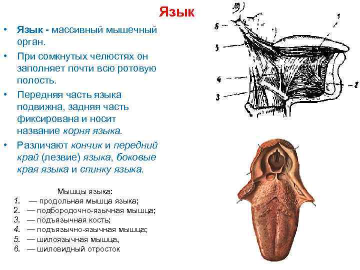 Язык • Язык - массивный мышечный орган. • При сомкнутых челюстях он заполняет почти